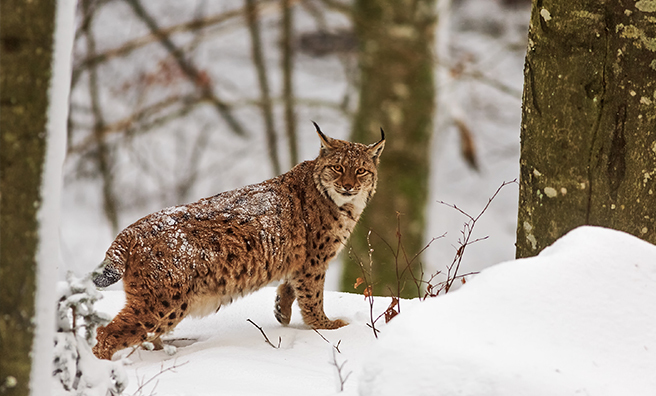 The Missing Lynx