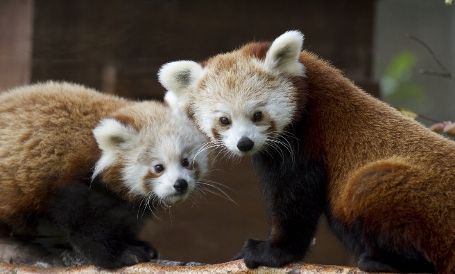 Edinburgh Zoo Prepares For Arrival of Red Pandas