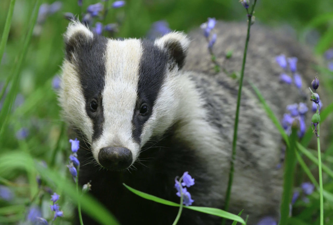 Fascinating Facts – Badgers - The Scots Magazine