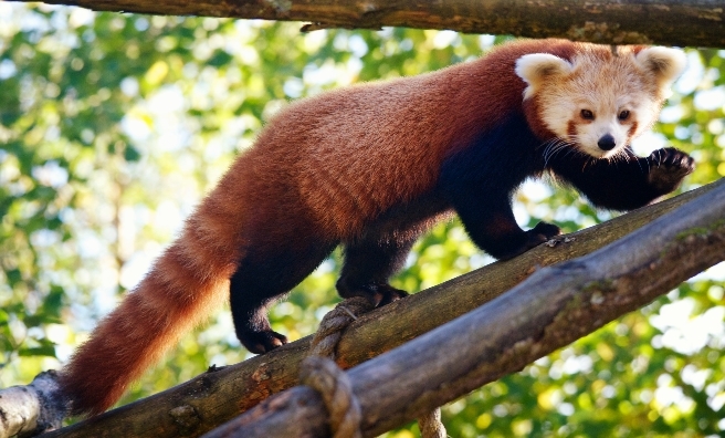Edinburgh Zoo Prepares For Arrival of Red Pandas