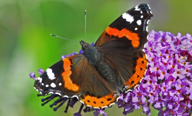 Where are Scotland's Butterflies? - The Scots Magazine