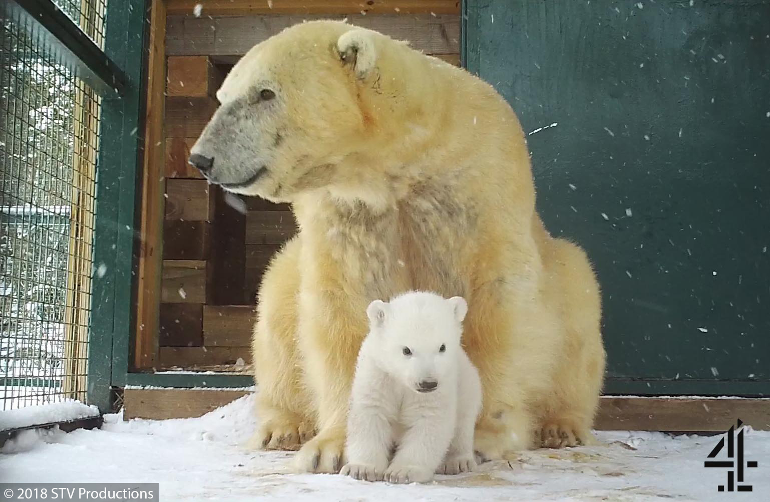 First UK Polar Bear Cub in 25 Years At Scottish Zoo! The Scots Magazine